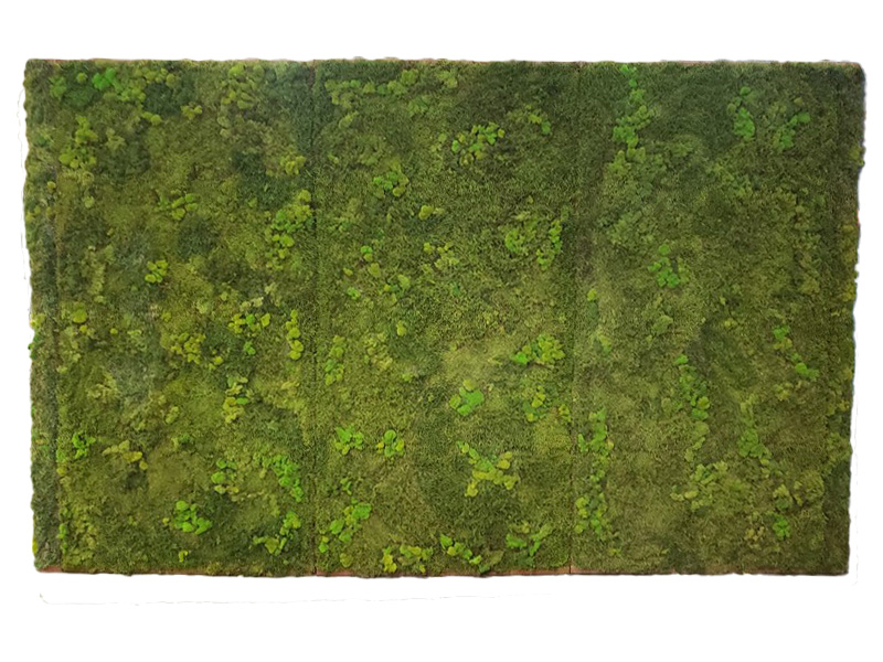 Natural Dried Moss Wall Panels